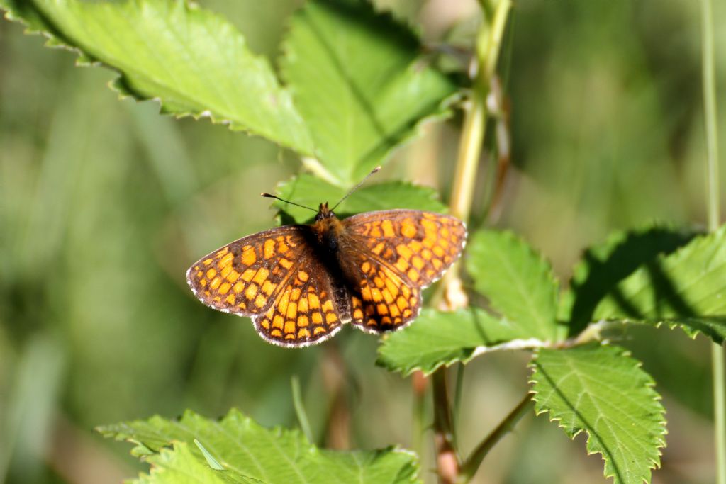 Melitaea varia? No, Melitaea athalia